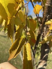 Zelkova