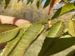 Zelkova