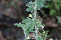 Xanthosia pilosa