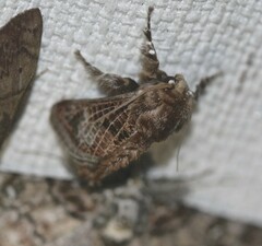 Doratifera vulnerans