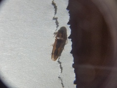 Conoderus vespertinus