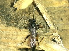 Alomyini