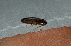 Conoderus vespertinus