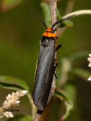 Inopsis modulata
