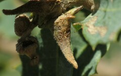 Disholcaspis pedunculoides