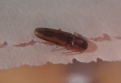 Conoderus vespertinus