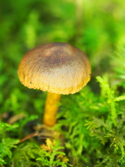 Cortinarius croceus