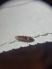 Conoderus vespertinus