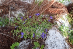 Trichostema setaceum