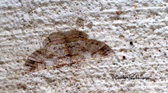Iridopsis defectaria