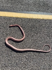 Masticophis flagellum testaceus