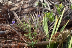 Trichostema setaceum