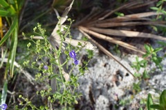 Trichostema setaceum