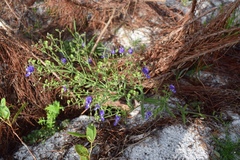 Trichostema setaceum