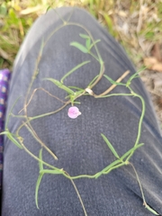 Strophostyles leiosperma