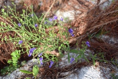 Trichostema setaceum