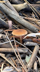 Tubaria furfuracea