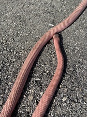 Masticophis flagellum testaceus