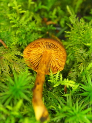 Cortinarius croceus