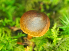 Cortinarius croceus