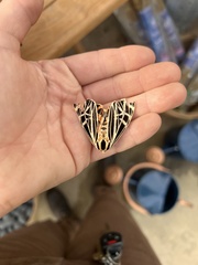 Apantesis parthenice