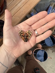 Apantesis parthenice