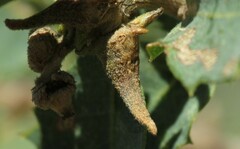 Disholcaspis pedunculoides