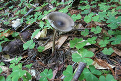 Amanita pachycolea