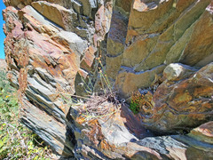 Eriogonum brevicaule brevicaule