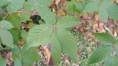 Rubus