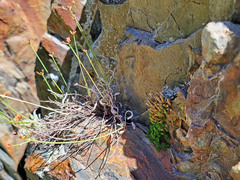Eriogonum brevicaule brevicaule