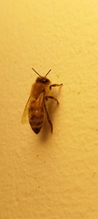 Apis mellifera