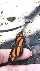 Castilia eranites