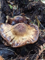 Armillaria nabsnona