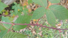 Rubus