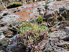 Eriogonum brevicaule brevicaule