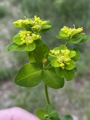 Euphorbia verrucosa