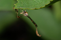 Leptopteromyia americana