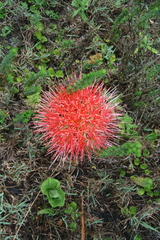 Scadoxus multiflorus