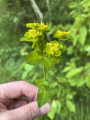 Euphorbia verrucosa