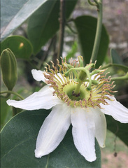 Passifloraceae
