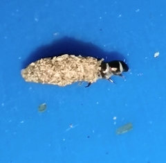 Tineinae
