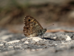 Lasiommata