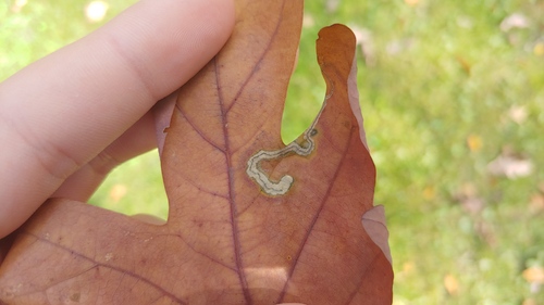 Stigmella quercipulchella group photo 2