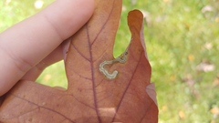 Stigmella