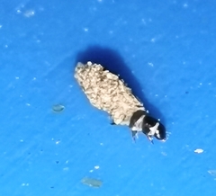 Tineinae