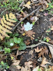Parnassia asarifolia