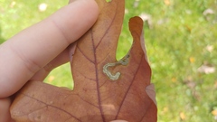 Stigmella