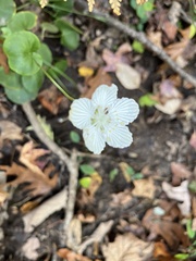 Parnassia asarifolia