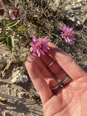 Palafoxia sphacelata